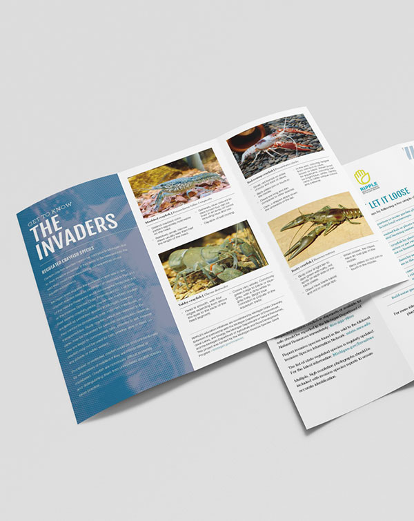 Trifold brochure featuring invasive species of crayfish