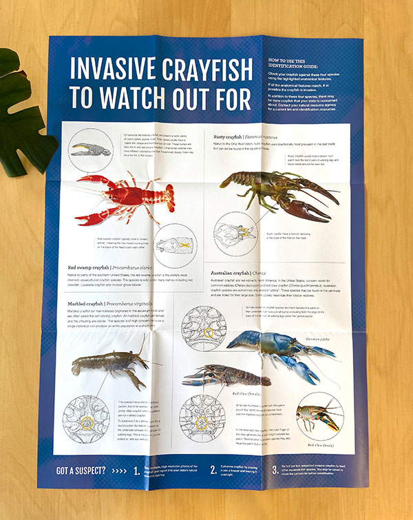 Poster detailing how to identify invasive crayfish