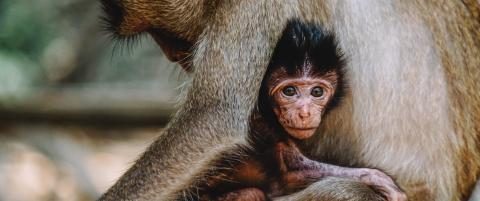A small baby Japanese macaque monkey huddles under its mom. 